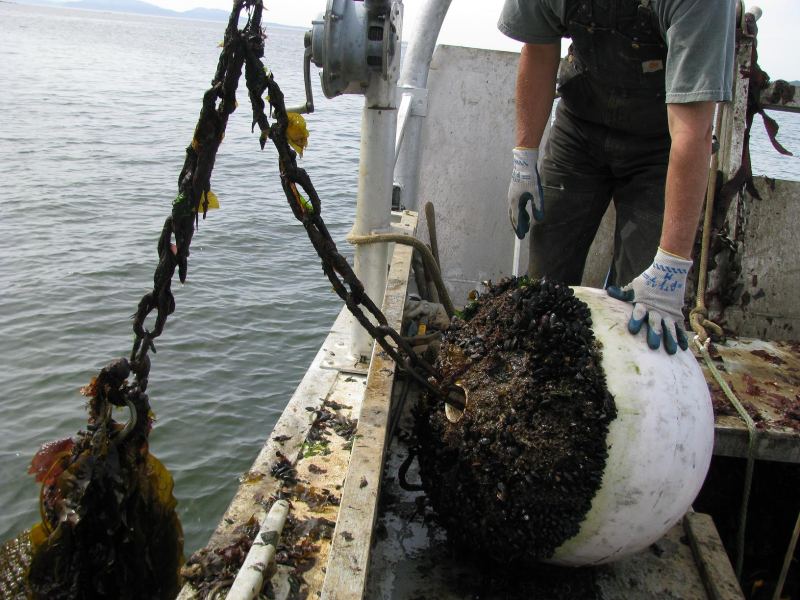 Mooring being pulled up for servicing